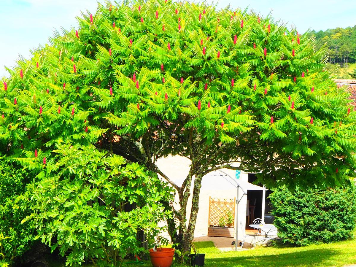 La Belle Verte Grignols  Exteriér fotografie